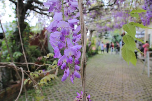 詠惠生技:【台中景點】新社詠惠生技紫藤花園~免費參觀紫色迷幻的祕密花園/農場共應拍照用的梯子/小小順遊景點