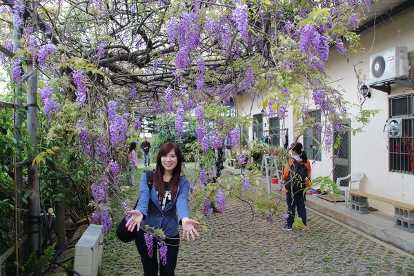 詠惠生技:【台中景點】新社詠惠生技紫藤花園~免費參觀紫色迷幻的祕密花園/農場共應拍照用的梯子/小小順遊景點