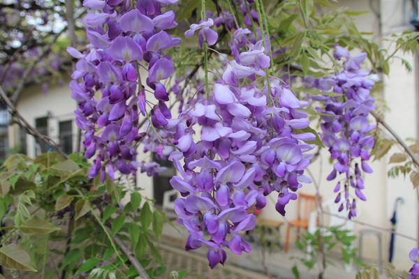 詠惠生技:【台中景點】新社詠惠生技紫藤花園~免費參觀紫色迷幻的祕密花園/農場共應拍照用的梯子/小小順遊景點