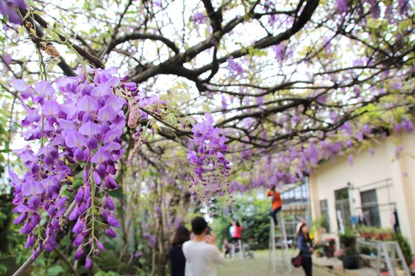 詠惠生技:【台中景點】新社詠惠生技紫藤花園~免費參觀紫色迷幻的祕密花園/農場共應拍照用的梯子/小小順遊景點