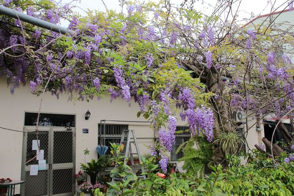 詠惠生技:【台中景點】新社詠惠生技紫藤花園~免費參觀紫色迷幻的祕密花園/農場共應拍照用的梯子/小小順遊景點