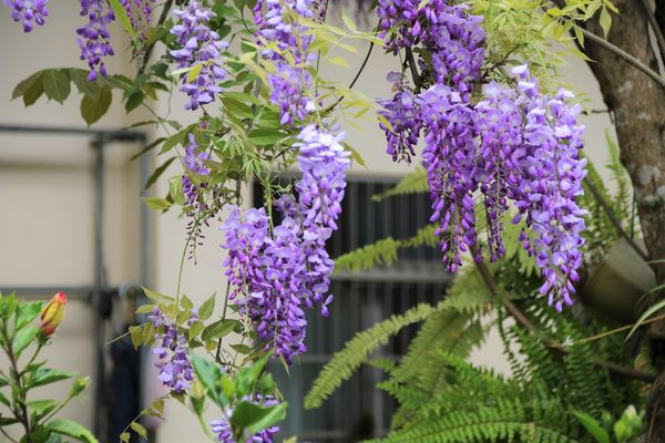 詠惠生技:【台中景點】新社詠惠生技紫藤花園~免費參觀紫色迷幻的祕密花園/農場共應拍照用的梯子/小小順遊景點