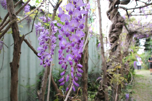 詠惠生技:【台中景點】新社詠惠生技紫藤花園~免費參觀紫色迷幻的祕密花園/農場共應拍照用的梯子/小小順遊景點