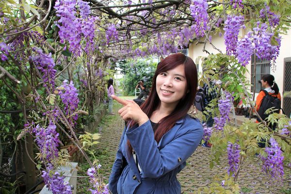 詠惠生技:【台中景點】新社詠惠生技紫藤花園~免費參觀紫色迷幻的祕密花園/農場共應拍照用的梯子/小小順遊景點