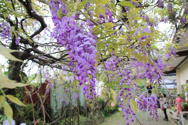 詠惠生技:【台中景點】新社詠惠生技紫藤花園~免費參觀紫色迷幻的祕密花園/農場共應拍照用的梯子/小小順遊景點