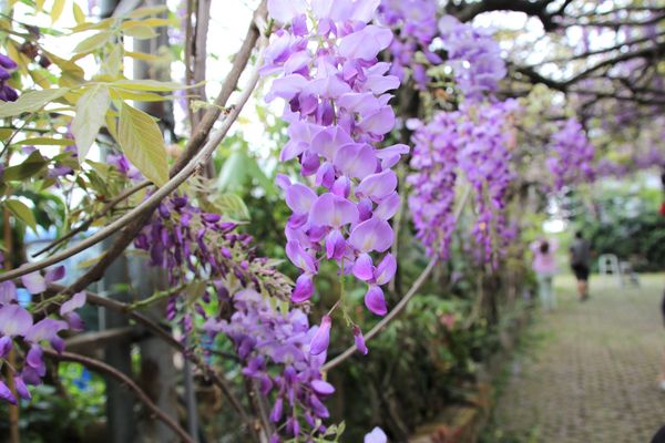 詠惠生技:【台中景點】新社詠惠生技紫藤花園~免費參觀紫色迷幻的祕密花園/農場共應拍照用的梯子/小小順遊景點