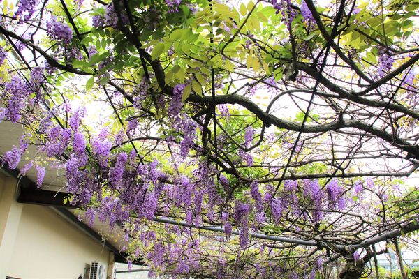 詠惠生技:【台中景點】新社詠惠生技紫藤花園~免費參觀紫色迷幻的祕密花園/農場共應拍照用的梯子/小小順遊景點