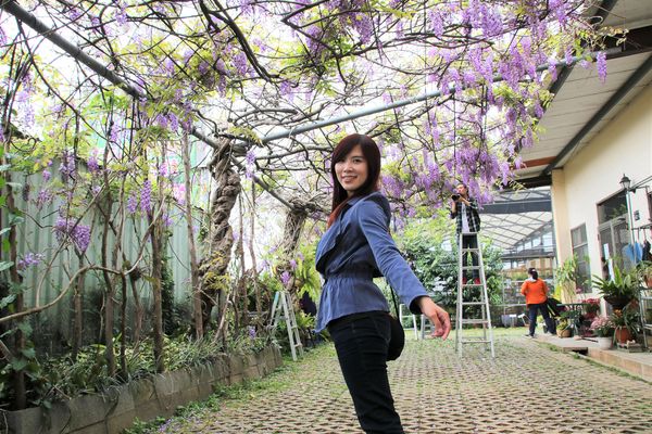 詠惠生技:【台中景點】新社詠惠生技紫藤花園~免費參觀紫色迷幻的祕密花園/農場共應拍照用的梯子/小小順遊景點