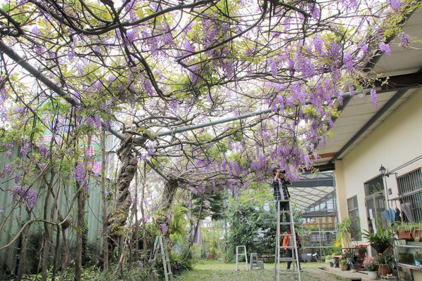 詠惠生技:【台中景點】新社詠惠生技紫藤花園~免費參觀紫色迷幻的祕密花園/農場共應拍照用的梯子/小小順遊景點