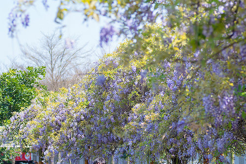 【桃園紫藤花景點】三月四月賞花 連假賞花去-桃園中壢的元生公園