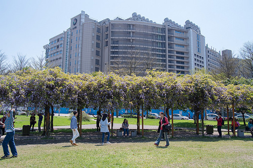 【桃園紫藤花景點】三月四月賞花 連假賞花去-桃園中壢的元生公園