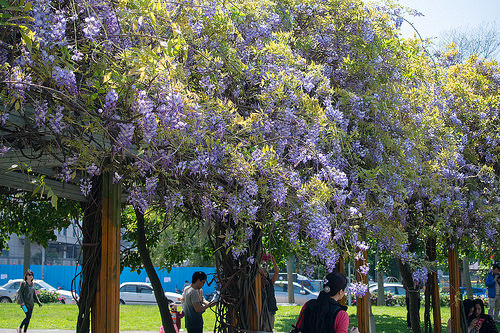 【桃園紫藤花景點】三月四月賞花 連假賞花去-桃園中壢的元生公園
