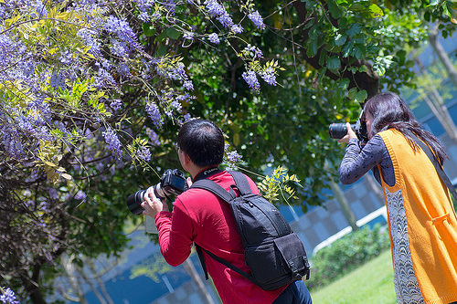 【桃園紫藤花景點】三月四月賞花 連假賞花去-桃園中壢的元生公園