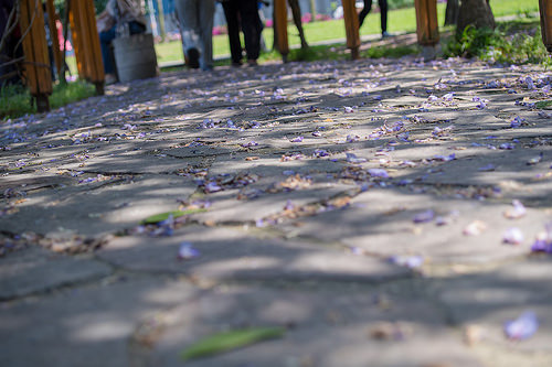 【桃園紫藤花景點】三月四月賞花 連假賞花去-桃園中壢的元生公園