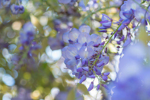 【桃園紫藤花景點】三月四月賞花 連假賞花去-桃園中壢的元生公園