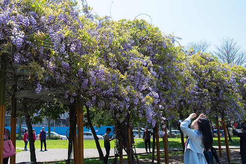 【桃園紫藤花景點】三月四月賞花 連假賞花去-桃園中壢的元生公園