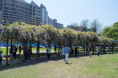 【桃園紫藤花景點】三月四月賞花 連假賞花去-桃園中壢的元生公園