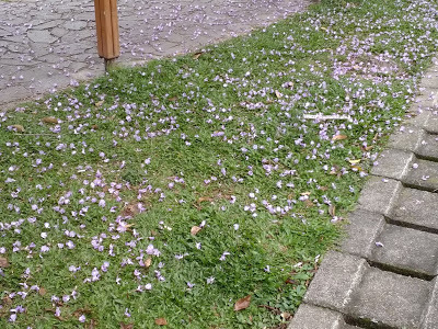 內壢景點-[元生公園]-紫藤花盛開