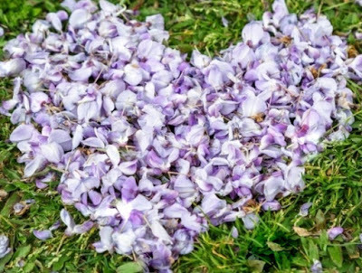 內壢景點-[元生公園]-紫藤花盛開