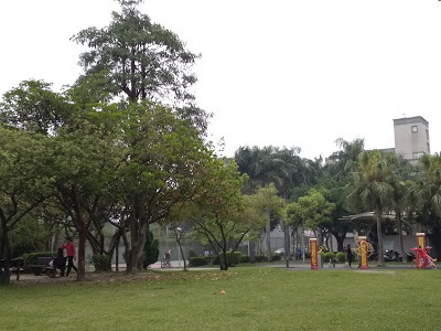 內壢景點-[元生公園]-紫藤花盛開