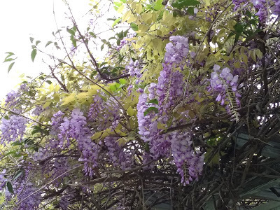 內壢景點-[元生公園]-紫藤花盛開