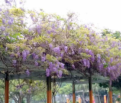 內壢景點-[元生公園]-紫藤花盛開