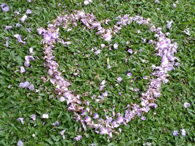 內壢景點-[元生公園]-紫藤花盛開