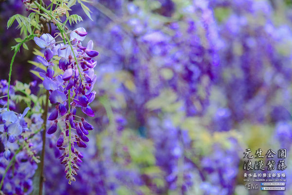 元生公園 紫藤花季|桃園市/中壢區(浪漫紫藤花超級人氣熱門景點,除了浪漫還是浪漫)