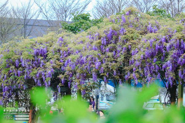 元生公園 紫藤花季|桃園市/中壢區(浪漫紫藤花超級人氣熱門景點,除了浪漫還是浪漫)