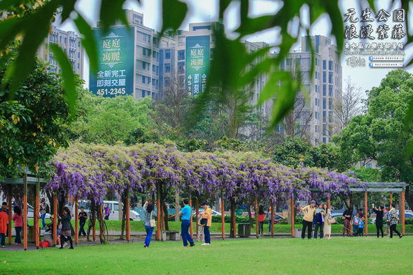 元生公園 紫藤花季|桃園市/中壢區(浪漫紫藤花超級人氣熱門景點,除了浪漫還是浪漫)