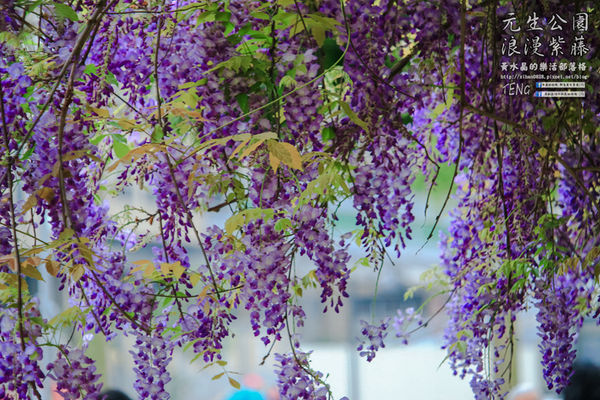 元生公園 紫藤花季|桃園市/中壢區(浪漫紫藤花超級人氣熱門景點,除了浪漫還是浪漫)