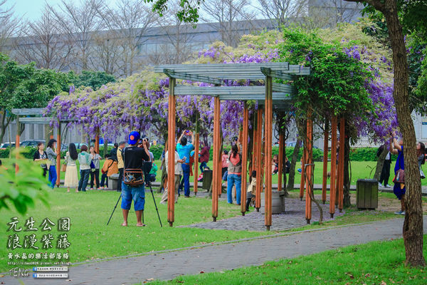 元生公園 紫藤花季|桃園市/中壢區(浪漫紫藤花超級人氣熱門景點,除了浪漫還是浪漫)