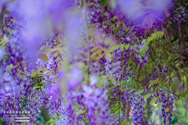 元生公園 紫藤花季|桃園市/中壢區(浪漫紫藤花超級人氣熱門景點,除了浪漫還是浪漫)