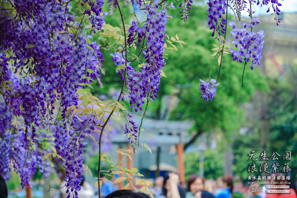 元生公園 紫藤花季|桃園市/中壢區(浪漫紫藤花超級人氣熱門景點,除了浪漫還是浪漫)