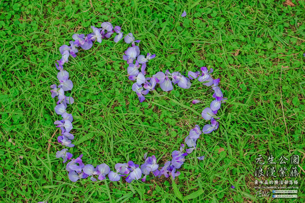 元生公園 紫藤花季|桃園市/中壢區(浪漫紫藤花超級人氣熱門景點,除了浪漫還是浪漫)