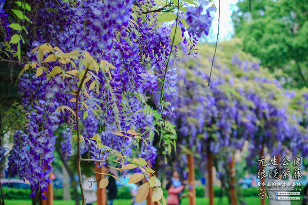 元生公園 紫藤花季|桃園市/中壢區(浪漫紫藤花超級人氣熱門景點,除了浪漫還是浪漫)