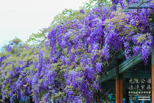 元生公園 紫藤花季|桃園市/中壢區(浪漫紫藤花超級人氣熱門景點,除了浪漫還是浪漫)