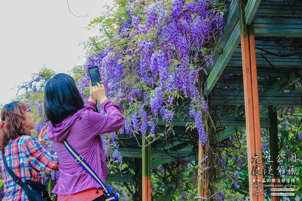 元生公園 紫藤花季|桃園市/中壢區(浪漫紫藤花超級人氣熱門景點,除了浪漫還是浪漫)