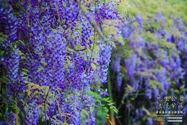 元生公園 紫藤花季|桃園市/中壢區(浪漫紫藤花超級人氣熱門景點,除了浪漫還是浪漫)