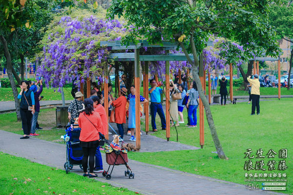 元生公園 紫藤花季|桃園市/中壢區(浪漫紫藤花超級人氣熱門景點,除了浪漫還是浪漫)