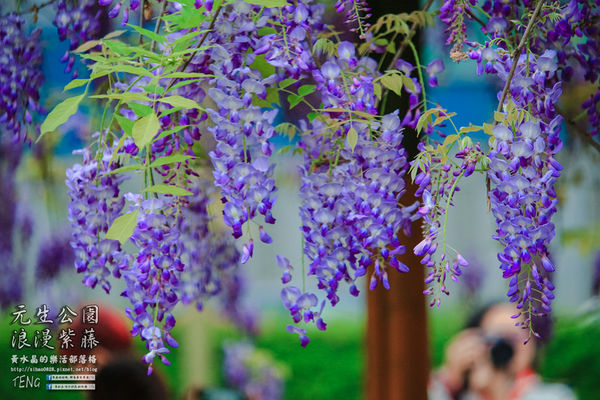 元生公園 紫藤花季|桃園市/中壢區(浪漫紫藤花超級人氣熱門景點,除了浪漫還是浪漫)