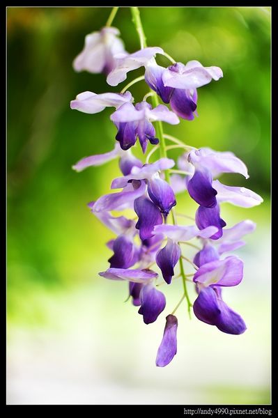 20160417中壢元生公園紫藤花7