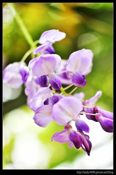 20160417中壢元生公園紫藤花10