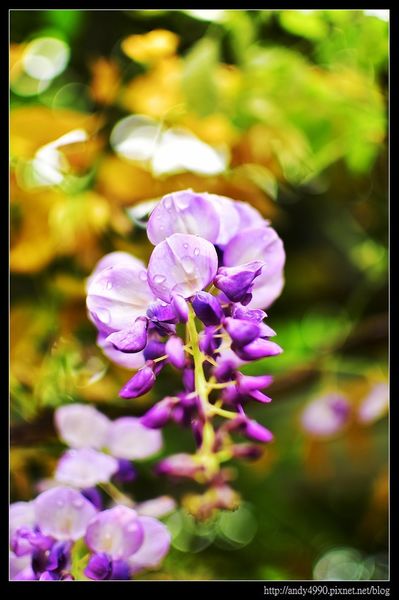 20160417中壢元生公園紫藤花4