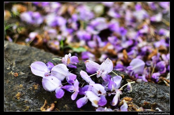 20160417中壢元生公園紫藤花15