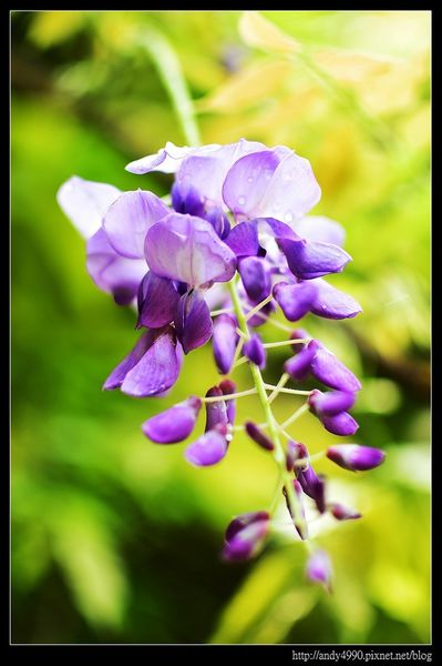 20160417中壢元生公園紫藤花8