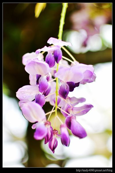 20160417中壢元生公園紫藤花5