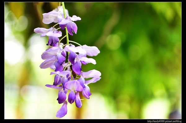 20160417中壢元生公園紫藤花13