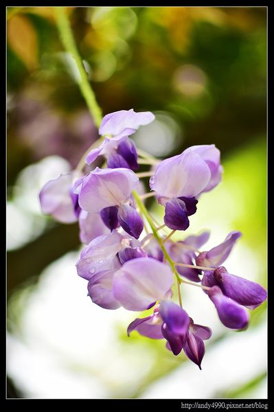 20160417中壢元生公園紫藤花12