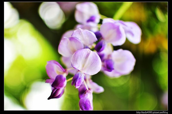 20160417中壢元生公園紫藤花11